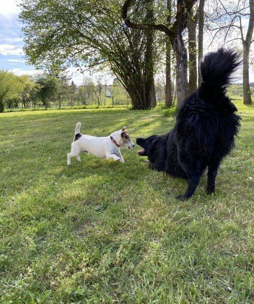 animaux acceptés la comtoiserie